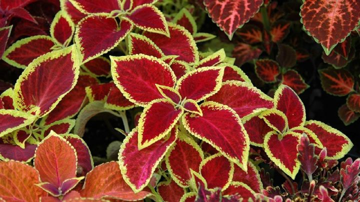 Coleus Blumei: La planta que realza la decoración y llena tu hogar de vida