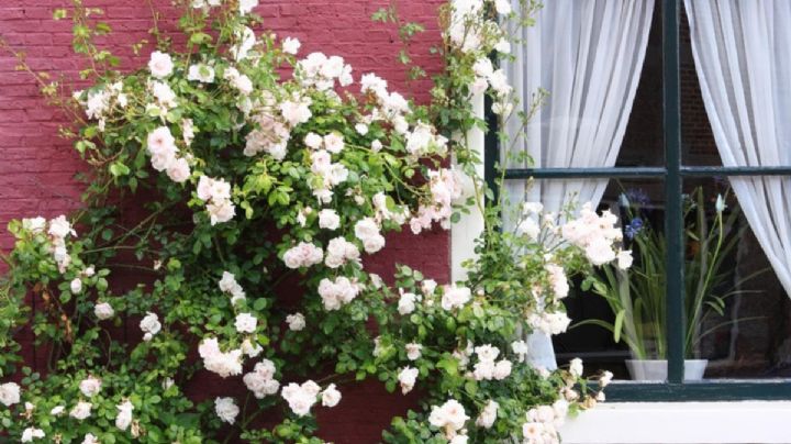 Rosal Trepador: Transforma tu jardín en un espectáculo de flores y fragancias
