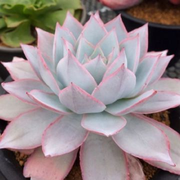 Echeveria cante: La suculenta que enamora con sus hojas espectaculares
