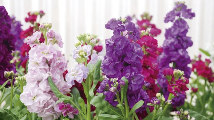 Alhelí: secretos para lucir sus flores más deslumbrantes esta primavera