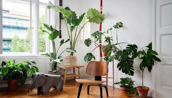 Transforma tu hogar en un paraíso verde con estas impresionantes plantas de hojas grandes
