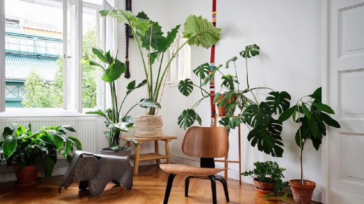 Transforma tu hogar en un paraíso verde con estas impresionantes plantas de hojas grandes