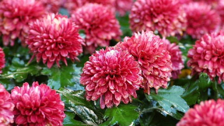 Los crisantemos: la opción perfecta para mantener tu jardín lleno de vida en otoño