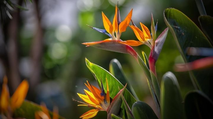 Strelitzia: La planta estrella de la decoración que transforma los espacios