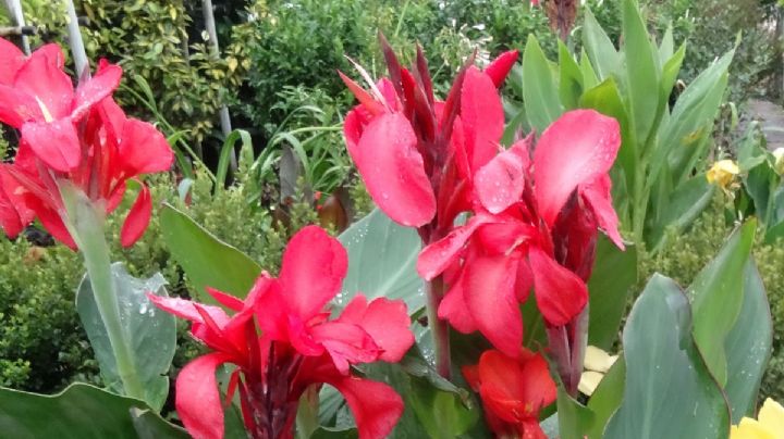 Canna Indica: La planta tropical que transformará tu jardín con su espectacular follaje