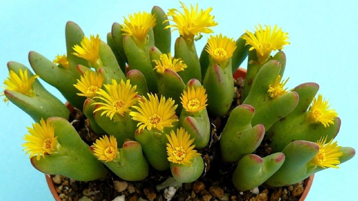 Conophytum bilobun: la suculenta con forma de corazón que conquistará tu hogar
