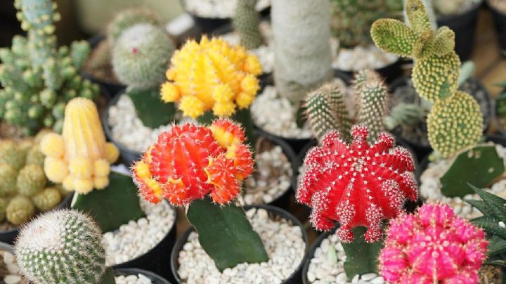Descubre el secreto para deslumbrar con las flores más espectaculares de tus cactus