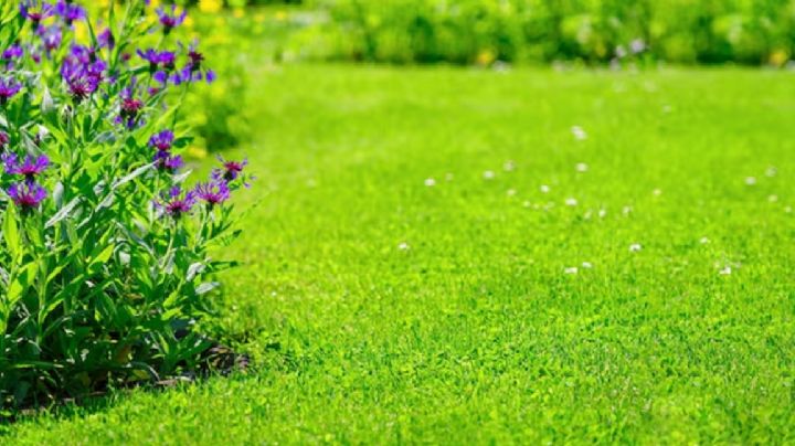 El secreto mejor guardado para un césped verde todo el año