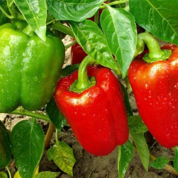 Cómo germinar semillas de morrón rápidamente y con éxito