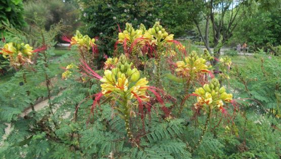 Caesalpinia gilliesii: el arbusto que llena tu jardín de color y colibríes
