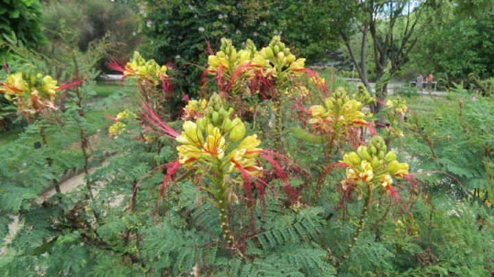 Caesalpinia gilliesii: el arbusto que llena tu jardín de color y colibríes