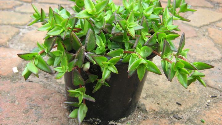 Crassula Pellucida Brachypetala: la suculenta estrella que llenará tu jardín de color