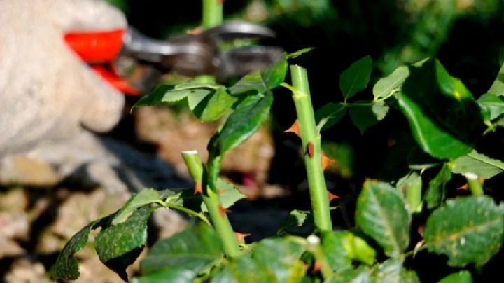 El secreto para unas rosas deslumbrantes: La poda perfecta