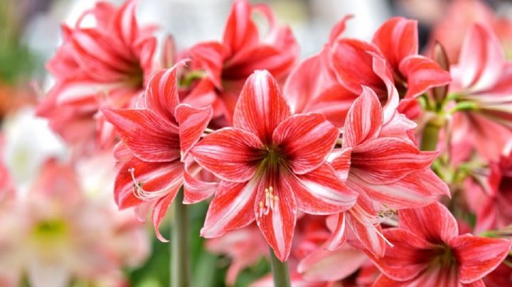 Amarilis: el secreto para llenar tu hogar de belleza y elegancia