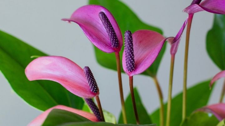 Anturio Lila: la joya tropical que transformará tu hogar