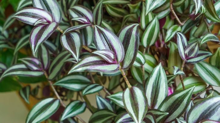 Tradescantia Zebrina: la estrella de las plantas ornamentales que cautiva con su color