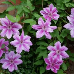 Clematis: la estrella trepadora que hará brillar tu jardín