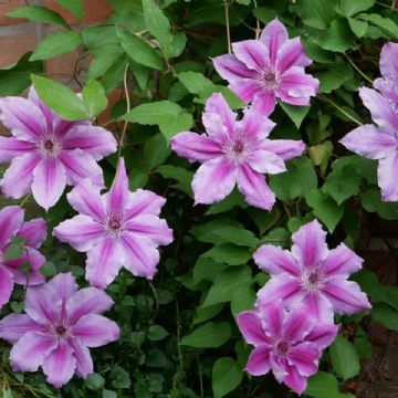 Clematis: la estrella trepadora que hará brillar tu jardín