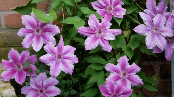 Clematis: la estrella trepadora que hará brillar tu jardín