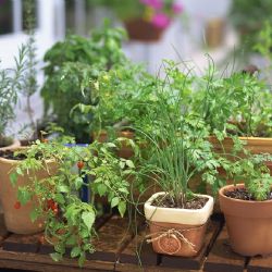 Cultiva tu propio rincón aromático esta temporada: las mejores opciones para tu huerta