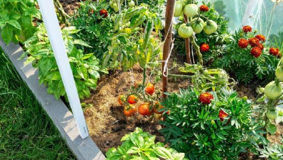 Huerta urbana: Estas son las verduras que deberías sembrar durante el mes de mayo