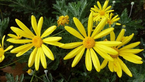 Invierno a todo color: la planta que transformará tu jardín
