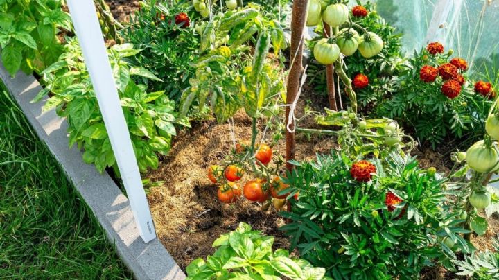 Huerta urbana: Estas son las verduras que deberías sembrar durante el mes de mayo