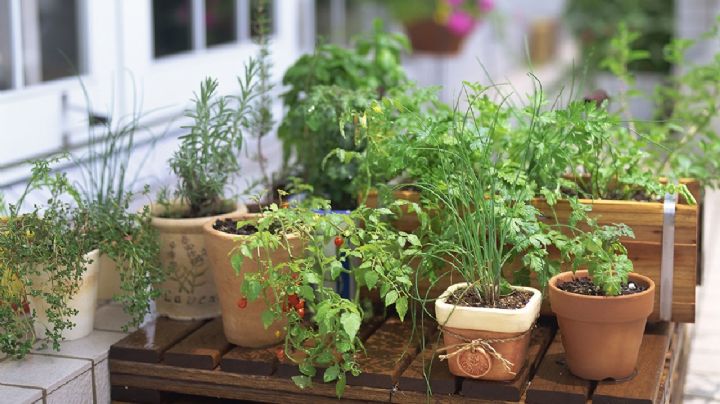 Cultiva tu propio rincón aromático esta temporada: las mejores opciones para tu huerta