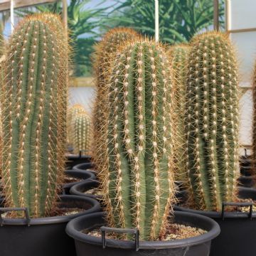 Trichocereus pasacana: el imponente cactus que puedes cultivar en maceta