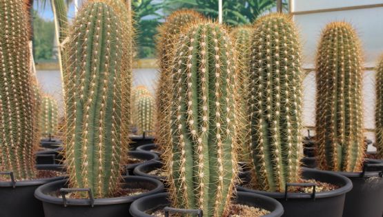 Trichocereus pasacana: el imponente cactus que puedes cultivar en maceta