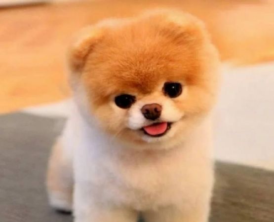 Pomerania Mini Toy: pequeño en tamaño, inmenso en amor