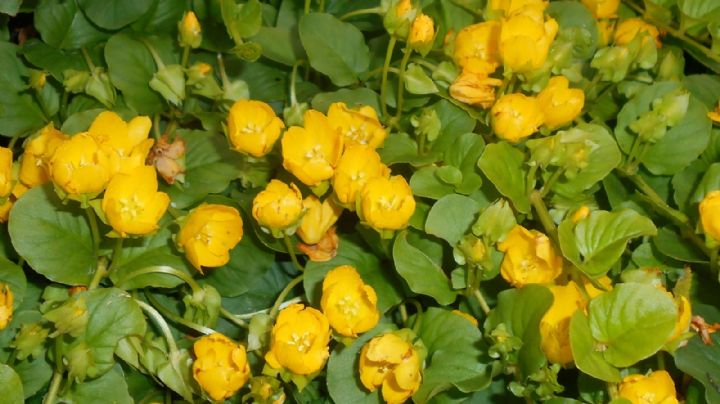Lysimachia nummularia: la fascinante Planta de la Moneda que transformará tu jardín