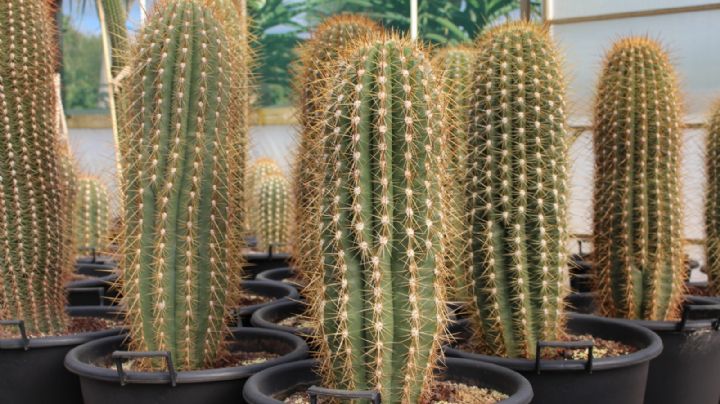 Trichocereus pasacana: el imponente cactus que puedes cultivar en maceta