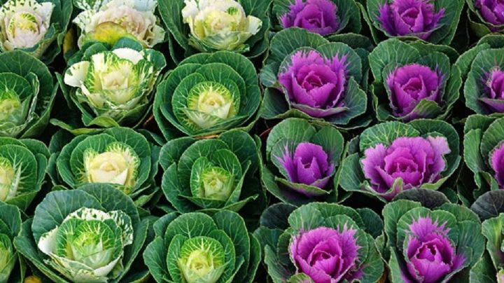 Repollo de jardín: la joya ornamental que transformará tu espacio verde