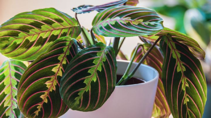 Maranta Leuconeura: la planta que transformará tu hogar con su belleza vibrante