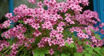 Oxalis Articulata: la planta perenne que embellece tu jardín con color y fragancia
