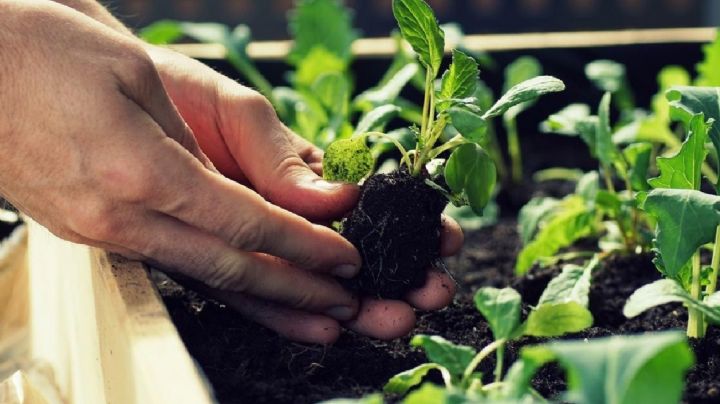 Huerta de invierno: cultiva en junio y disfruta una cosecha vibrante