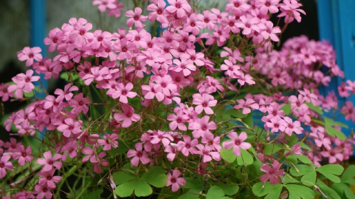 Oxalis Articulata: la planta perenne que embellece tu jardín con color y fragancia