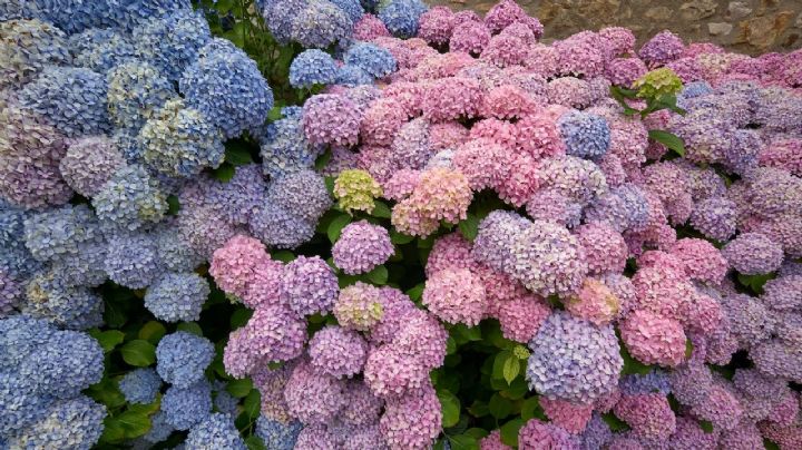 Hortensias multicolores: transforma tu jardín en un espectáculo de color