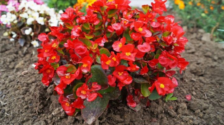 Begonias: el tesoro floral que transformará tu jardín