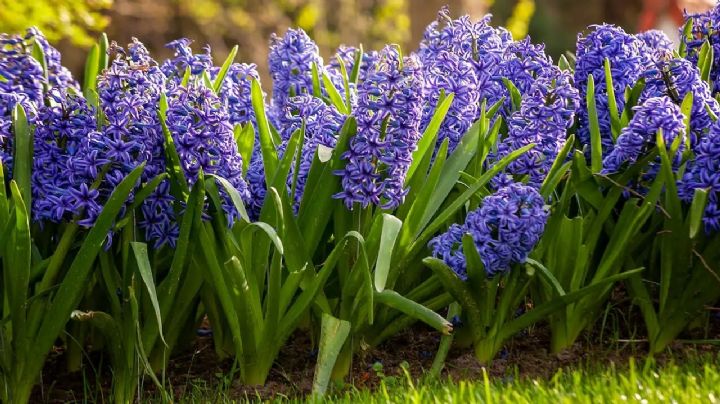Jacintos: el secreto para una floración vibrante en tu jardín