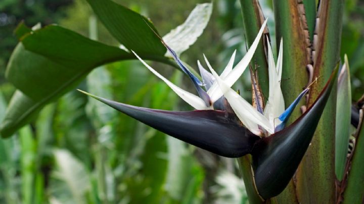 Strelitzia: secretos para una floración espectacular y llena de vida