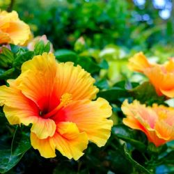 Hibisco: la planta tropical que dará vida y color a tu jardín