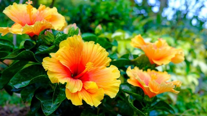 Hibisco: la planta tropical que dará vida y color a tu jardín