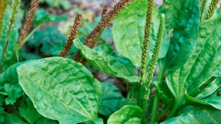 Llantén: el tesoro verde que revolucionará tu jardín y tu bienestar
