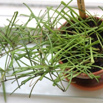 Hoya retusa: La suculenta que transformará tu hogar con elegancia y encanto