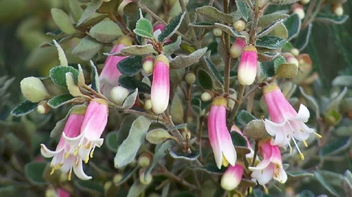 Resistente, hermosa y fácil de cuidar, así es la planta que deberías cultivar esta temporada