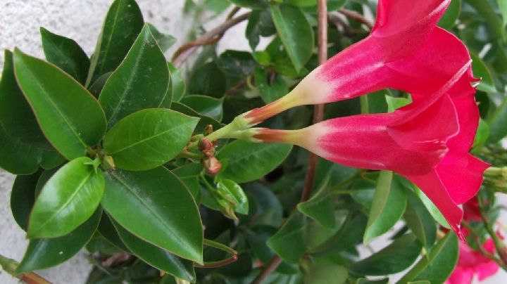 Dipladenia: La planta trepadora que llenará tu jardín de color y vida