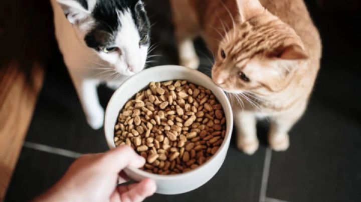 ¿Por qué tu gato te pide comida todo el tiempo? Descubre los secretos de su insaciable apetito