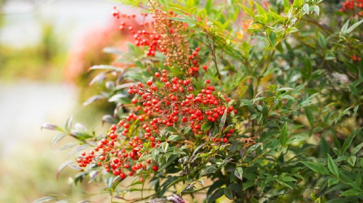 Nandina doméstica: La guía definitiva para hacer brillar tu planta de Bambú Sagrado